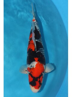 Showa Showa Takigawa 59cm