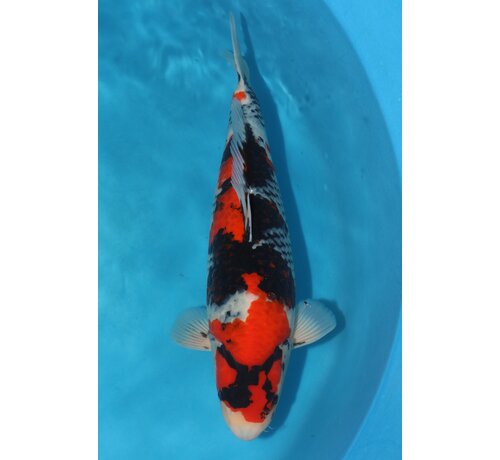 Showa Showa Takigawa 59cm