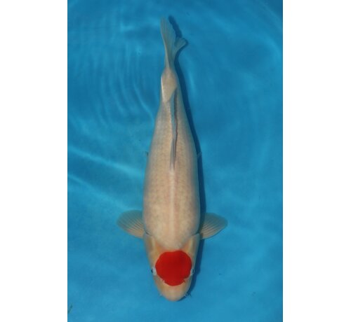 tancho Tancho 57cm Takigawa