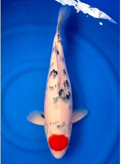 tanchos sanke Tancho sanke 55cm  sakai company