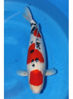 Tamaura Sanke Sansai 63cm