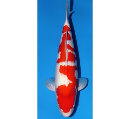 Narita FF Tamaura Kohaku nisai female 56cm