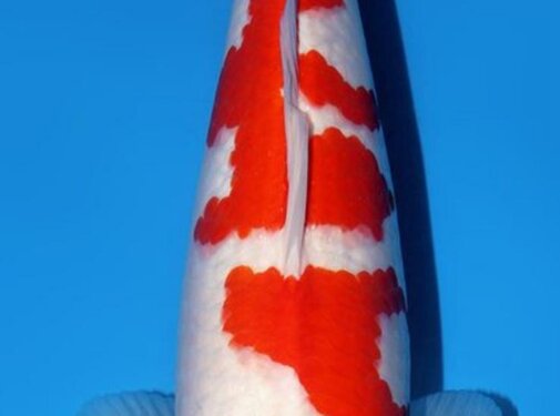 Narita FF Tamaura Kohaku nisai female 56cm