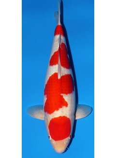 Narita FF TMomotaro-Koi  verkocht