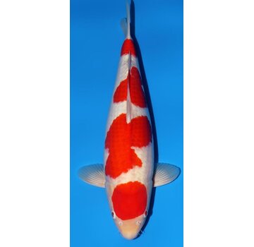 Narita FF TMomotaro-Koi  Kohaku Nisai female 54cm