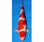 Narita FF TMomotaro-Koi  Kohaku Nisai female 54cm