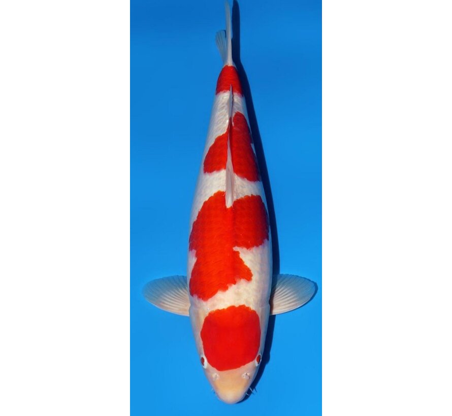 Narita FF TMomotaro-Koi  Kohaku Nisai female 54cm