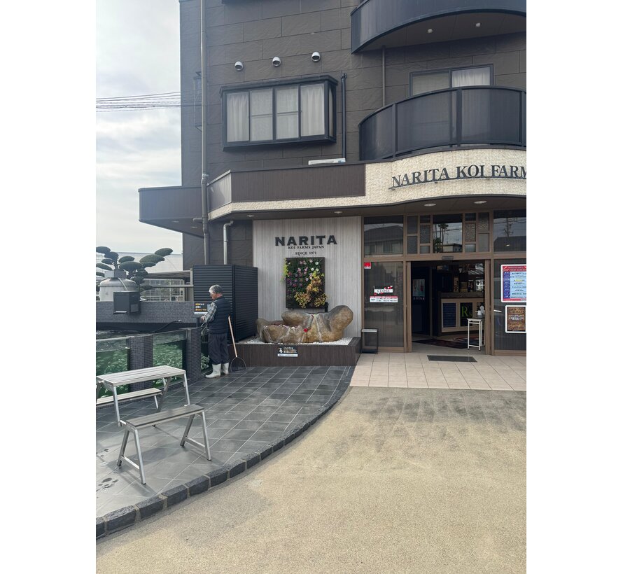 Narita FF TMomotaro-Koi  Kohaku Nisai female 54cm