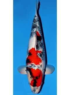 VERKOCHT Narita FF VERKOCHT  Dainichi Showa Nisai female 59cm VHQ