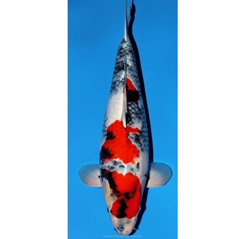 VERKOCHT Narita FF VERKOCHT  Dainichi Showa Nisai female 59cm VHQ