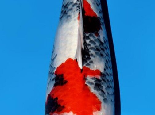 Dainichi Showa Nisai female 59cm VHQ