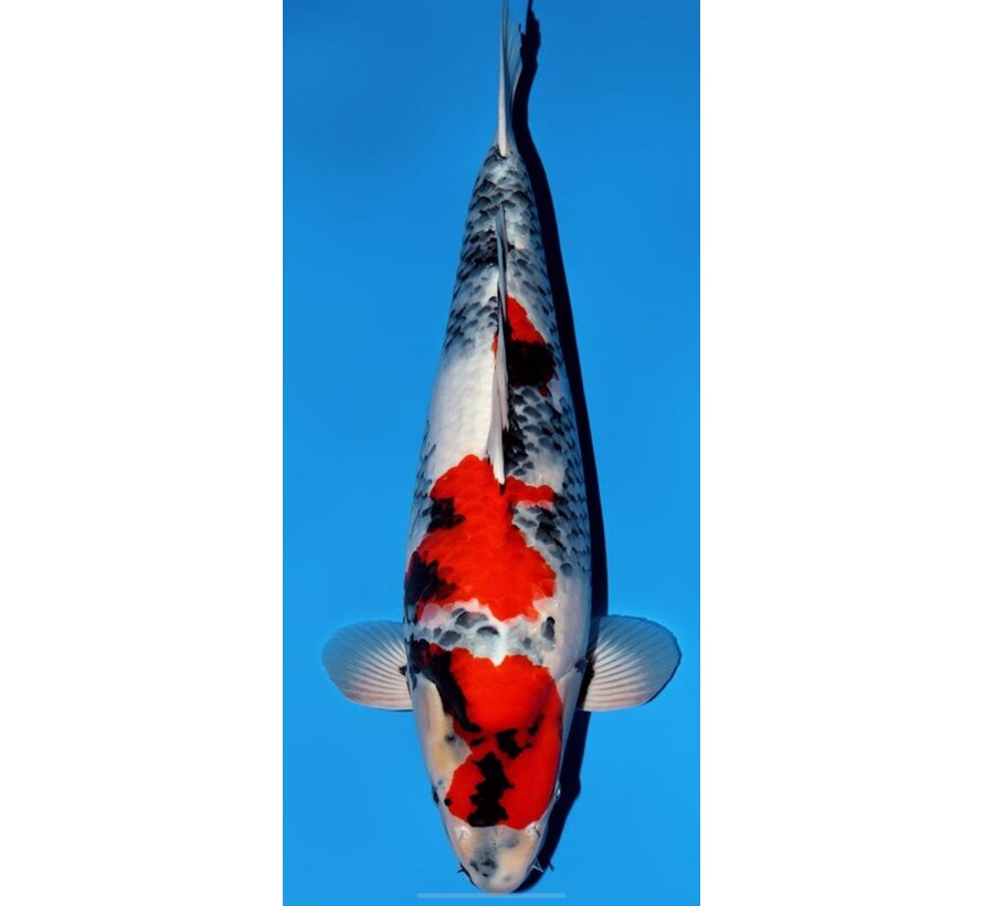 Narita FF  Dainichi Showa Nisai female 59cm VHQ