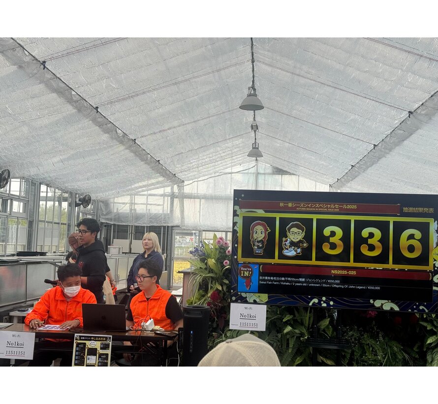 Narita FF  Dainichi Showa Nisai female 59cm VHQ - Copy