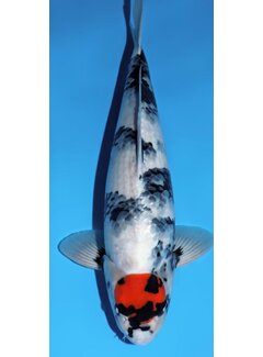 Narita FF Omosako  Tancho Showa Nisai 50cm