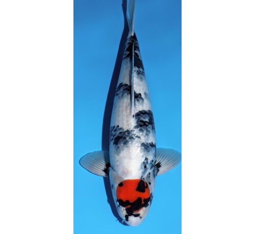 Narita FF  Dainichi Showa Nisai female 59cm VHQ - Copy