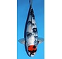 Narita FF  Dainichi Showa Nisai female 59cm VHQ - Copy