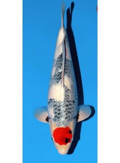 Narita FF  Sekiguchi Tancho Showa Nisai 46cm