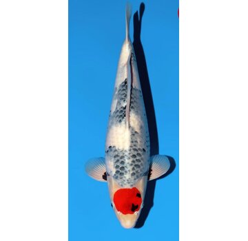 Narita FF  Sekiguchi Tancho Showa Nisai 46cm