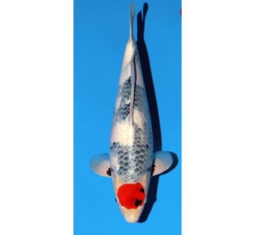 Narita FF  Sekiguchi Tancho Showa Nisai 46cm