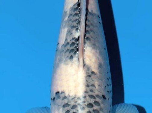 Narita FF  Sekiguchi Tancho Showa Nisai 46cm