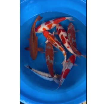 Kaneko Nisai mix 38-45cm