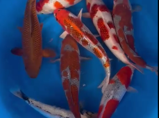 Kaneko Nisai mix 38-45cm