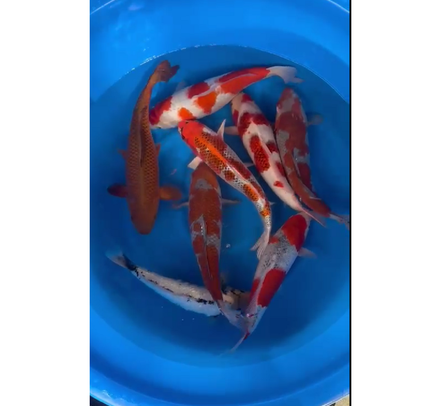 Kaneko Nisai mix 38-45cm