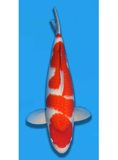 Matsue Kohaku  57cm Nisai