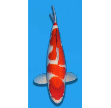 VERKOCHT Matsue Kohaku 57cm Nisai