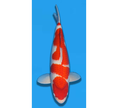 Matsue Kohaku 57cm Nisai