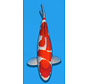 VERKOCHT Matsue Kohaku 57cm Nisai