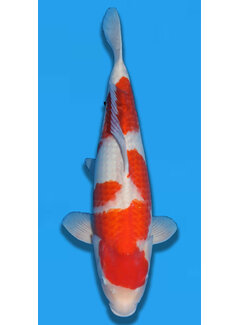 Matsue Kohaku 58cm Nisai