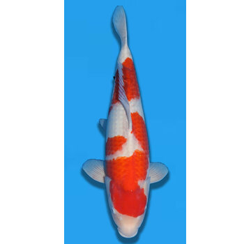 Matsue Kohaku 58cm Nisai