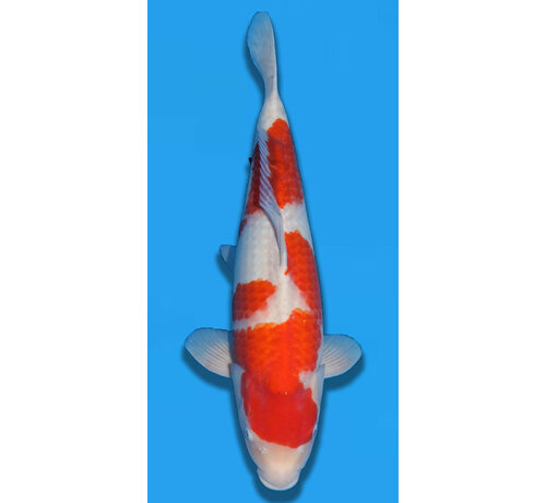 Matsue Kohaku 58cm Nisai