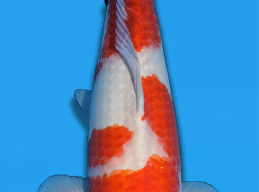 Matsue Kohaku 58cm Nisai