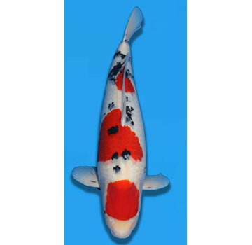 Tamaura Sanke Sansai 63cm