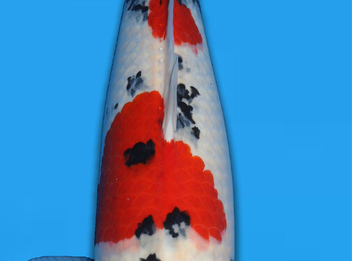 Tamaura Sanke Sansai 63cm