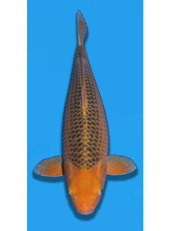 Taniguchi Golden Corn 62cm Nisai prijs op aanvraag