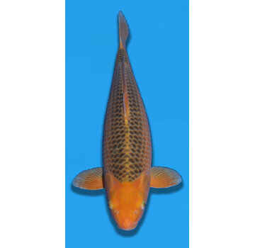 Taniguchi Golden Corn 62cm Nisai
