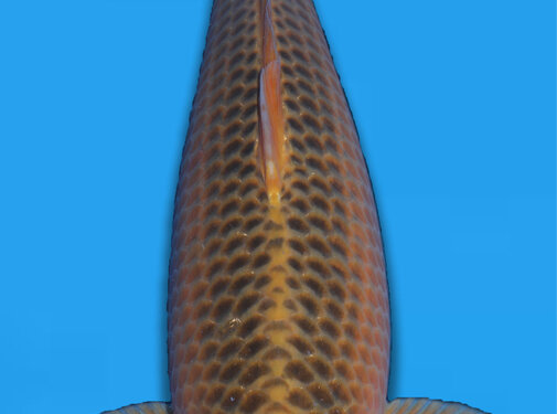 Taniguchi Golden Corn 62cm Nisai