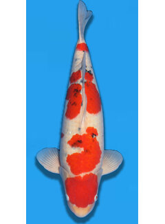 Momotaro Sanke 3 jaar  66cm