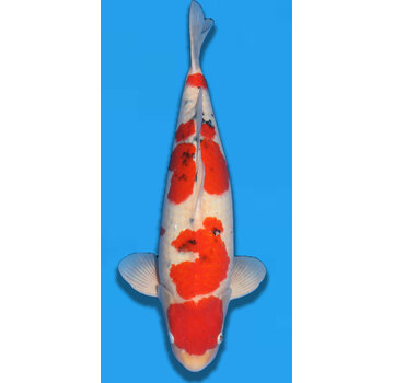 Momotaro Sanke 3 jaar  66cm