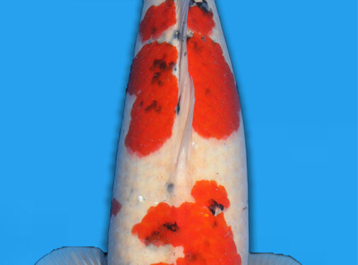 Momotaro Sanke 3 jaar 66cm