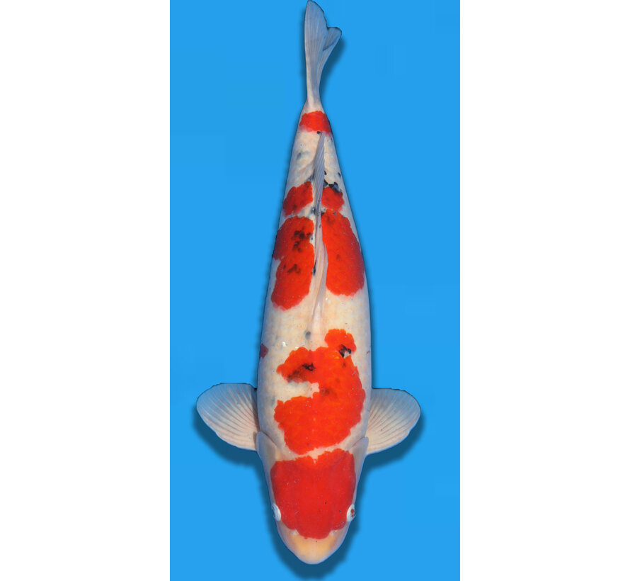 Momotaro Sanke 3 jaar  66cm