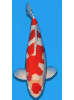 Momotaro Kohaku Nisai 62cm