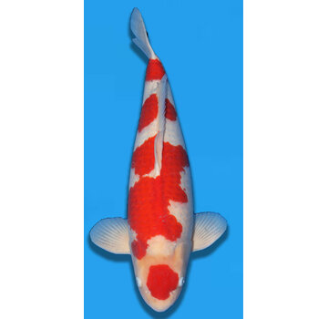 Momotaro Kohaku Nisai 62cm