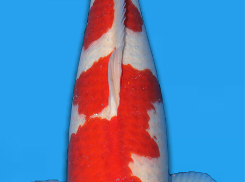 Momotaro Kohaku Nisai 62cm