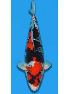 Showa Showa Takigawa 59cm verkocht