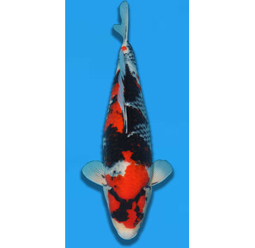 Showa Showa Takigawa 59cm verkocht
