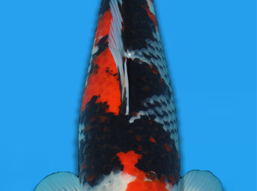 Showa Showa Takigawa 59cm verkocht